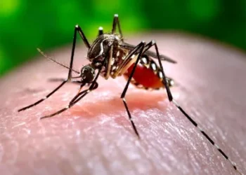 Jalandhar records 28 Dengue cases rural areas more affected