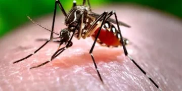 Jalandhar records 28 Dengue cases rural areas more affected