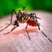 Jalandhar records 28 Dengue cases rural areas more affected