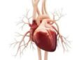 Heart health depends more on overall diet than individual nutrients