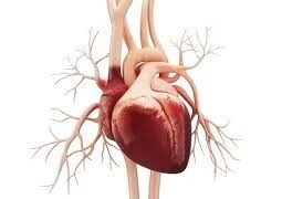 Heart health depends more on overall diet than individual nutrients
