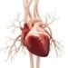 Heart health depends more on overall diet than individual nutrients