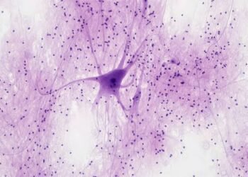Fruit Fly study reveals how neural gates switch on short-term memory