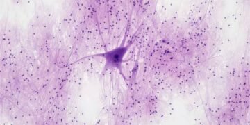 Fruit Fly study reveals how neural gates switch on short-term memory