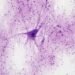 Fruit Fly study reveals how neural gates switch on short-term memory
